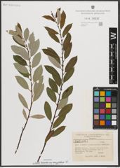 Foto von Salix triandra subsp. amygdalina (L.) Schübl. & G. Martens